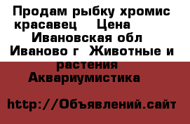 Продам рыбку хромис-красавец. › Цена ­ 100 - Ивановская обл., Иваново г. Животные и растения » Аквариумистика   